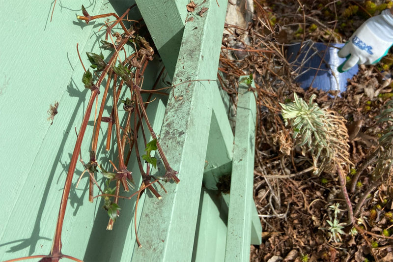 Cut back Clematis